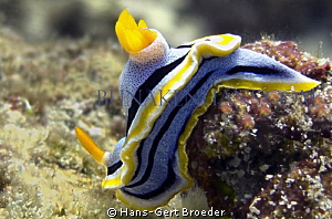 Commodoris Nudibranch
www.bunakenhans.com
Bunaken, Sula... by Hans-Gert Broeder 